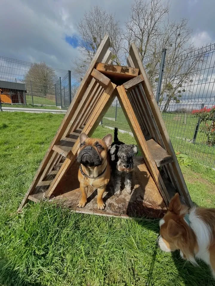 Des chiens se reposent sous un abri triangulaire en bois, dans un parc.