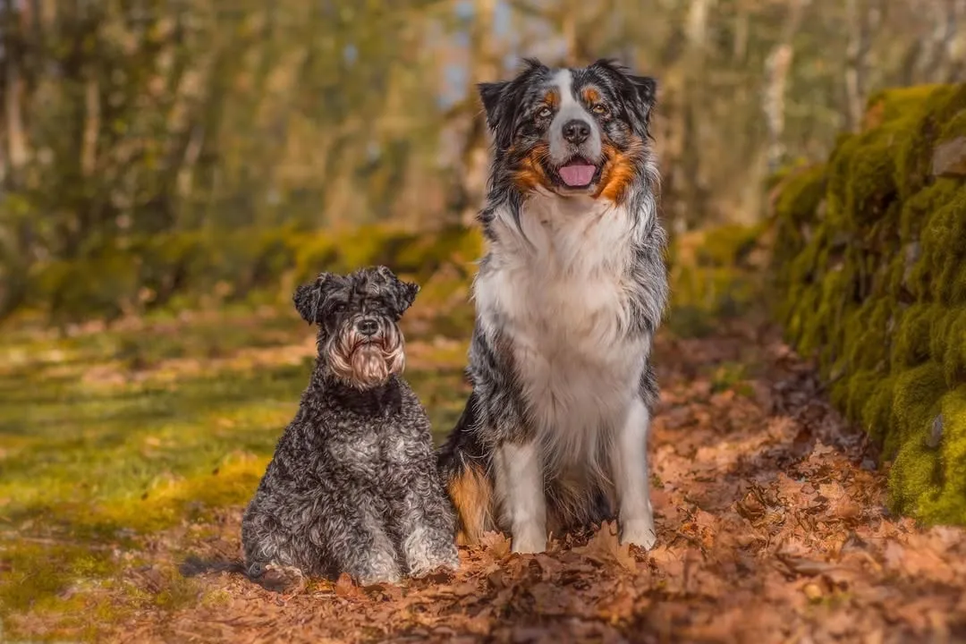 Un berger australien et un schnauzer assis dans les feuilles mortes.