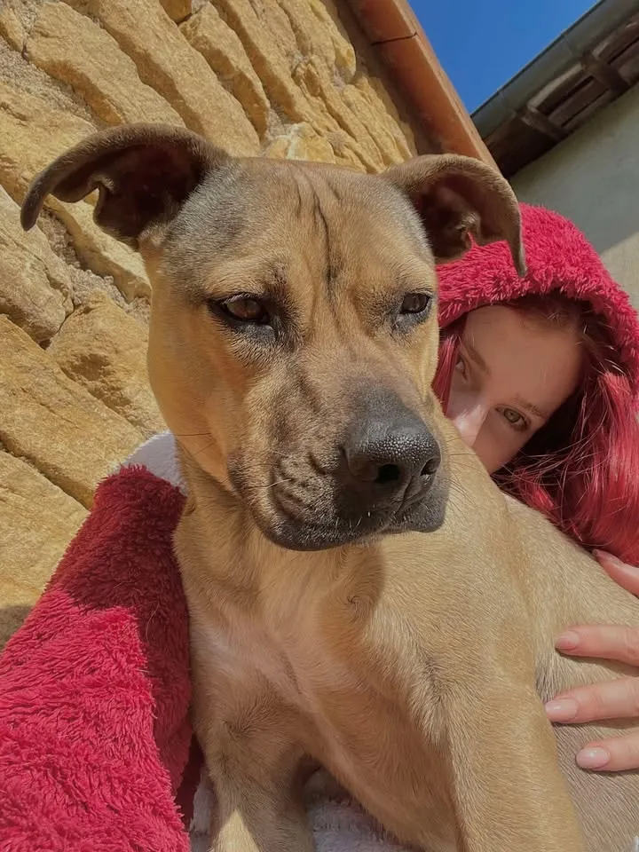 Un chien au pelage fauve, la tête posée contre Candice.