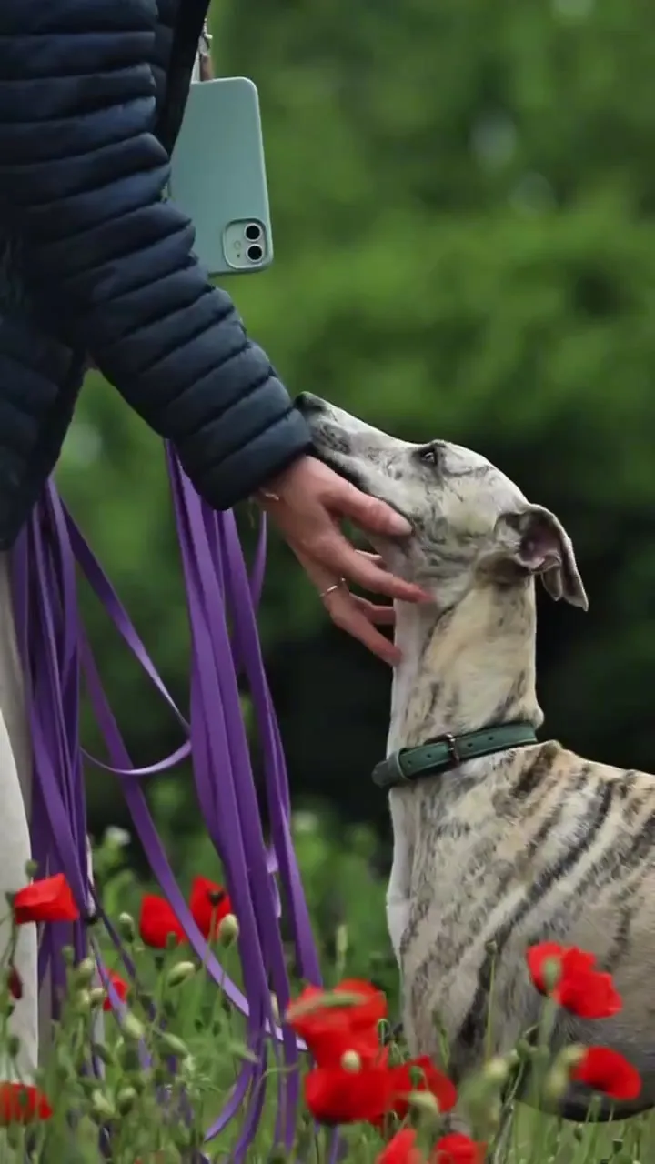 Candice caresse un lévrier tigré au milieu des coquelicots.