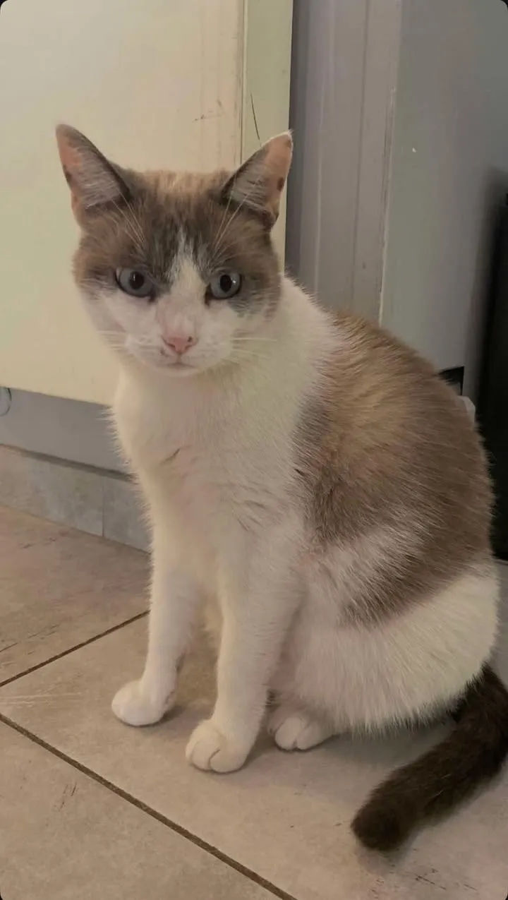 Un chat blanc et gris assis dans une maison.