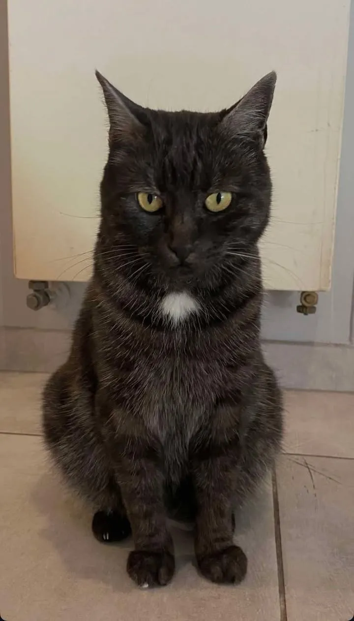 Un chat noir assis sur un carrelage, regardant l'objectif.