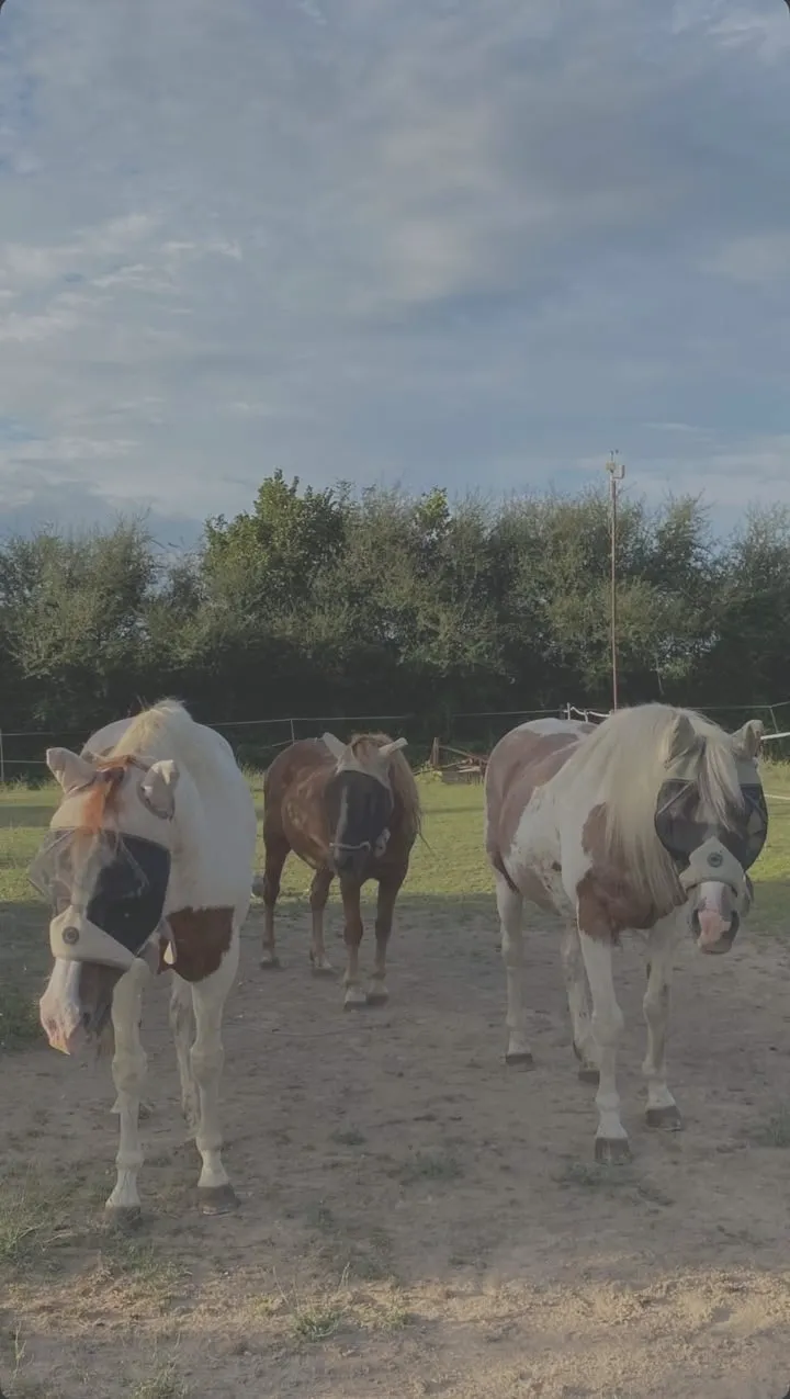 Trois chevaux dans un pré.
