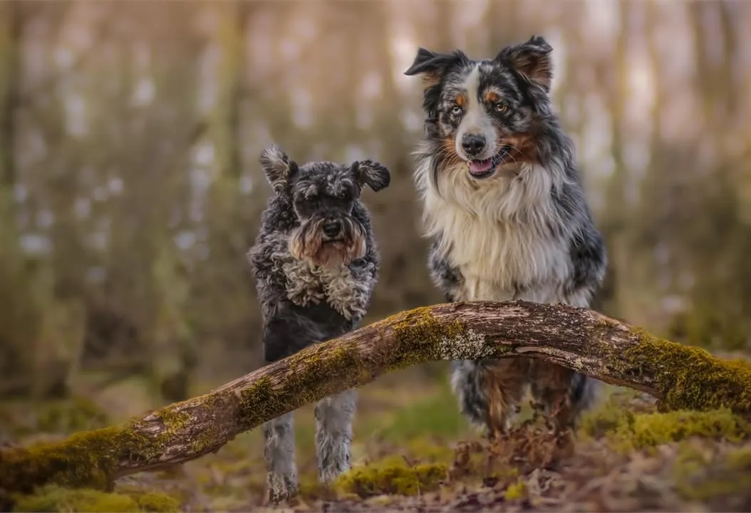 Un schnauzer et un berger australien posent sur un tronc couvert de mousse, en forêt.
