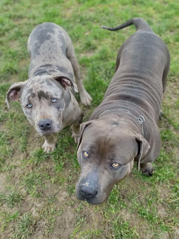 Deux grands chiens au pelage gris dans l'herbe.
