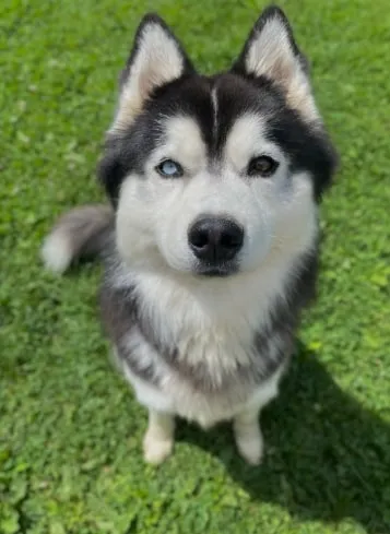 Un husky aux yeux bleus assis dans l'herbe.
