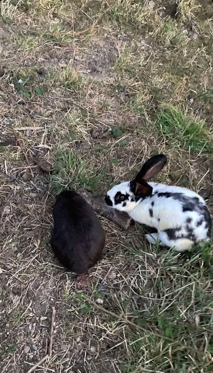 Deux lapins, un noir et un blanc tacheté, dans l'herbe.