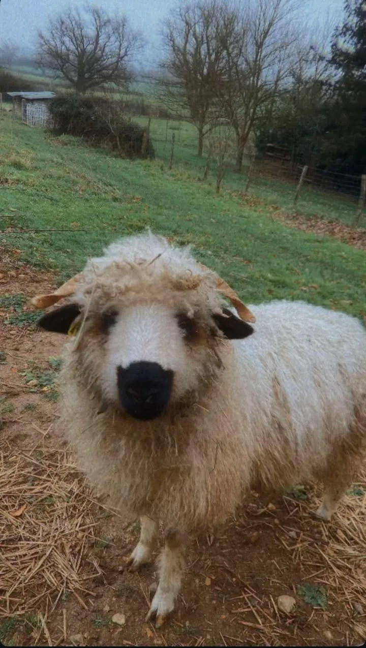Un mouton blanc à tête noire dans un pré.