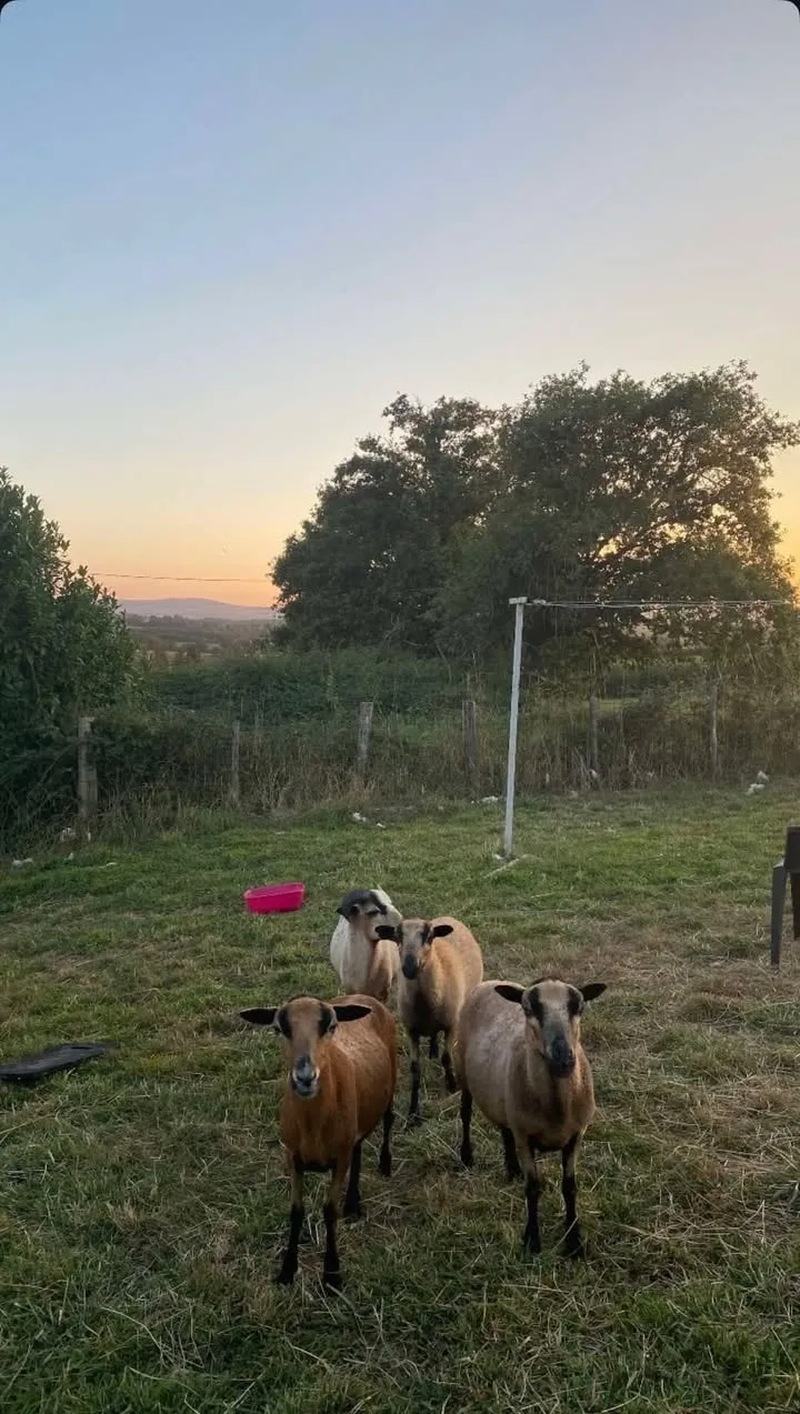 Un petit troupeau de moutons dans un pré au coucher du soleil.