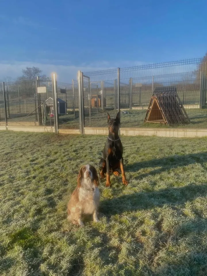 Deux chiens dans un parc équipé d'agrès en bois, sous un ciel bleu.