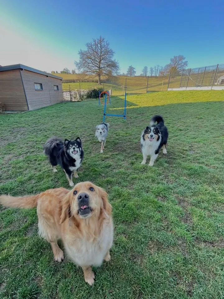 Trois chiens dans un parc herbeux de la pension.